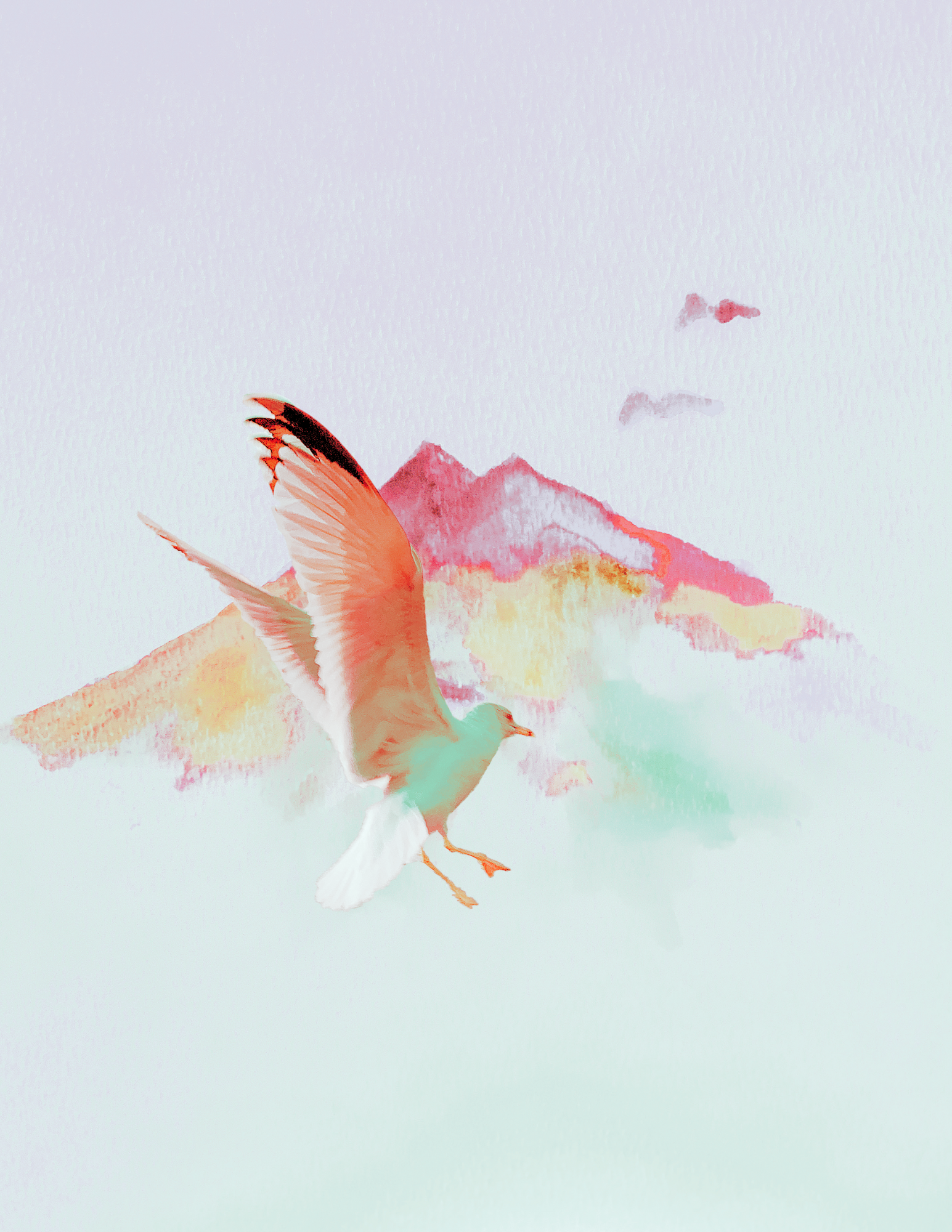 Birds Flying Highhhh