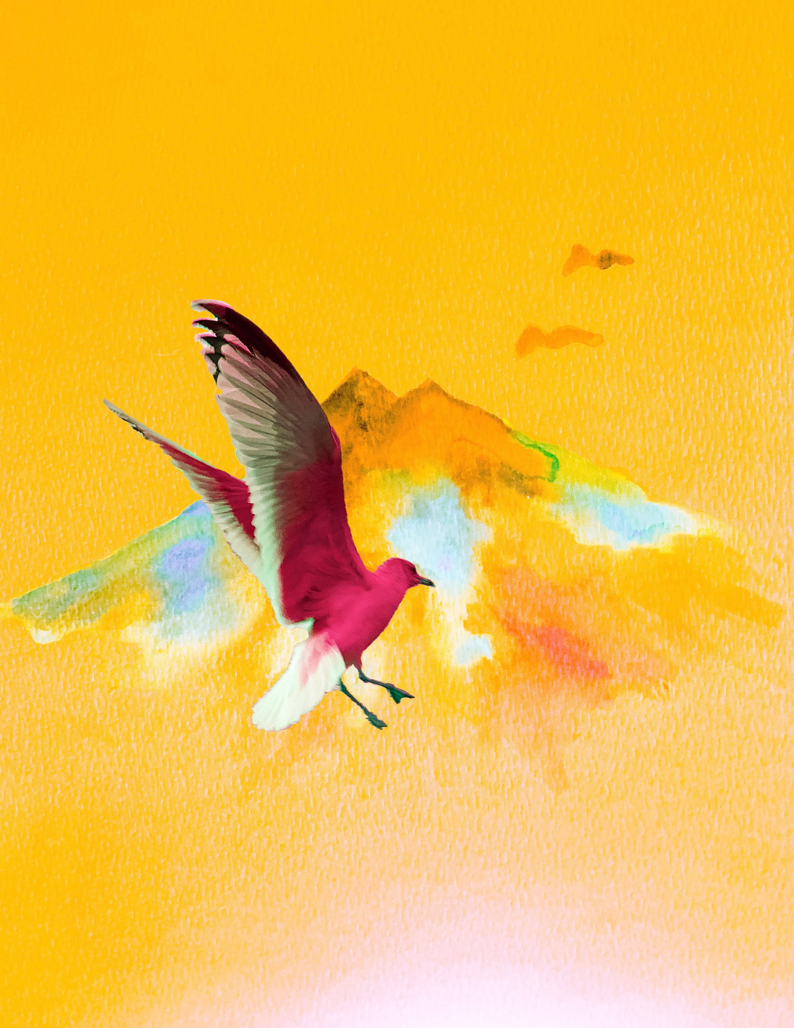 Birds Flying Highhhh