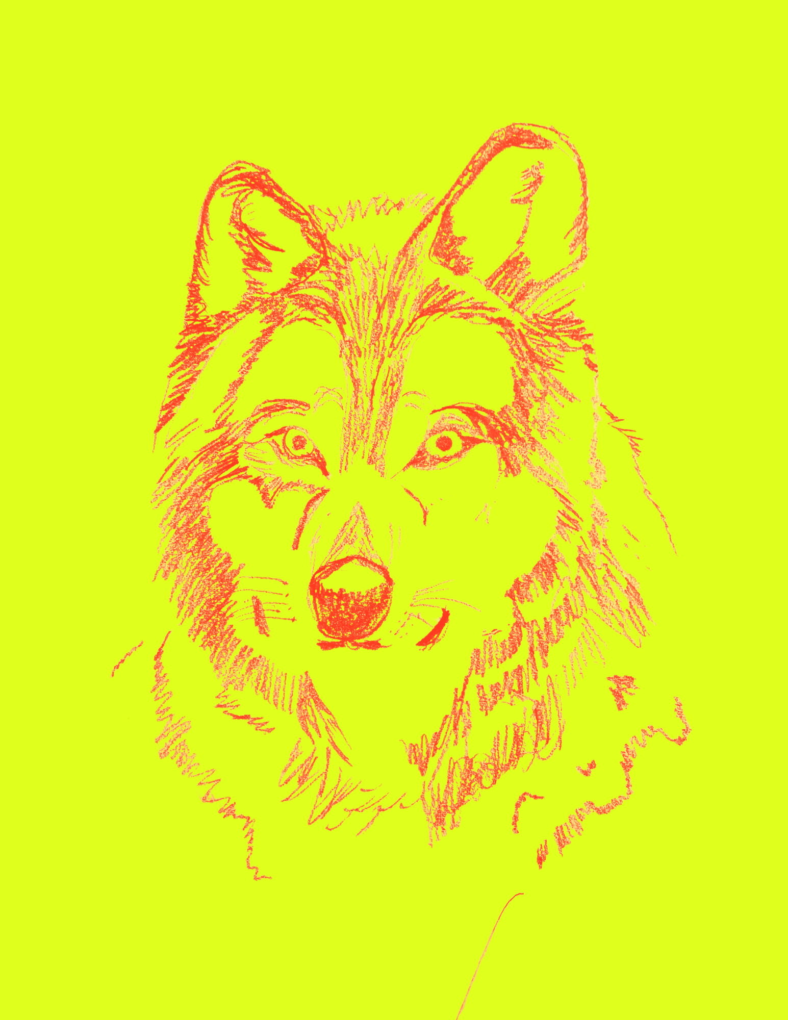 Serious Tigers Eat Breakfast Too